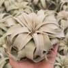 Hand holding a pale air plant with layered leaves