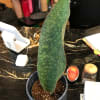 Potted snake plant leaf in a decorative blue planter on a desk