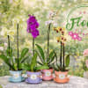Bring a fresh touch of spring into your home with our charming