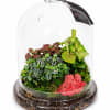 A compact living garden tucked under an 11-inch glass cloche, this tabletop
