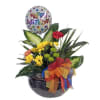 Celebrate their special day by sending this dish garden of living plants