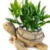 Potted fern in a turtle-shaped planter with a hanging tag
