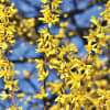 Yellow forsythia blossoms on branches against a blue sky