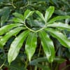 Close-up of glossy green tropical foliage