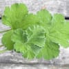 Close-up of bright green geranium leaves against a gray wooden background
