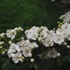 White blossoms with pink speckles arranged against dark foliage