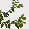Green leafy branches on a white background