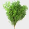 Bundle of feathery green foliage tied at the stems