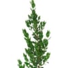 Tall leafy green plant branch on a white background
