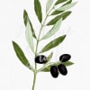 Olive branch with green leaves and black olives on a white background