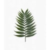 Single green palm frond on a white background