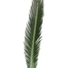Single long green palm frond on a white background