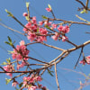 Pink blossoms on tree branches against a blue sky