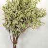 Variegated leafy plant bundle tied at the stems