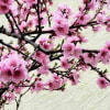 Pink blossoms on dark branches against a light background