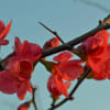 Red blossoms on dark branches against a blue sky