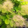 Green foliage with airy pink smoke-like flower plumes