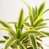 Variegated green and yellow potted plant with long striped leaves