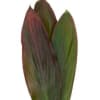 Three tropical leaves with red and green tones on a white background