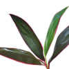 Close-up of long dark green and red tropical leaves on a white background