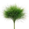 Single green ornamental grass stem with a fluffy tufted top