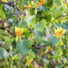 Yellow-orange tulip tree blossoms among green leaves on branches