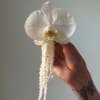 Hand holding a white orchid bloom with a long trailing white tassel
