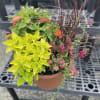 Mixed potted plants with bright yellow foliage, pink flowers, and orange blooms