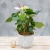 Potted anthurium plant with white and pink blooms in a white ceramic pot