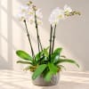 White orchid plant in a textured pot with broad green leaves