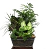 Mixed green houseplants in a rectangular ceramic planter