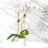 White orchid plant in a white pot with bamboo stakes