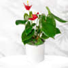 Potted anthurium plant with red blooms in a white decorative container