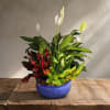 Potted mixed houseplants with white peace lily blooms in a blue bowl