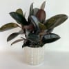 Potted rubber plant with dark glossy leaves in a white patterned pot