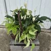 Basket arrangement of white peace lilies and assorted green plants