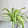 Birds Nest Ferns are low light loving plants. A true jungle plant