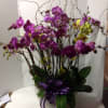 Arrangement of purple and yellow orchids in a white container with a purple ribbon