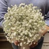 Handheld bouquet of small white flowers tied with a sheer white ribbon.