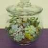 Glass terrarium jar filled with assorted succulents