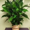 Potted peace lily in a woven basket planter