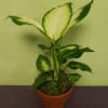 Potted variegated houseplant with large green-and-white leaves