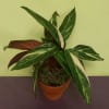 Variegated potted plant with long green and cream leaves in a terracotta pot