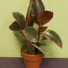 Potted rubber plant with variegated green and burgundy leaves
