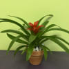Potted bromeliad with red bloom and long green leaves