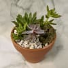 Potted succulent arrangement in a terracotta pot with white stones