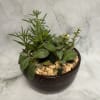 Succulent arrangement in a dark ceramic bowl with decorative stones