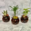 Three small Halloween pumpkin jars with potted plants