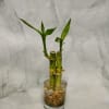 Two lucky bamboo stalks in a glass vase with pebbles