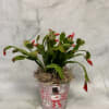 Potted Christmas cactus with red buds in a snowman tin